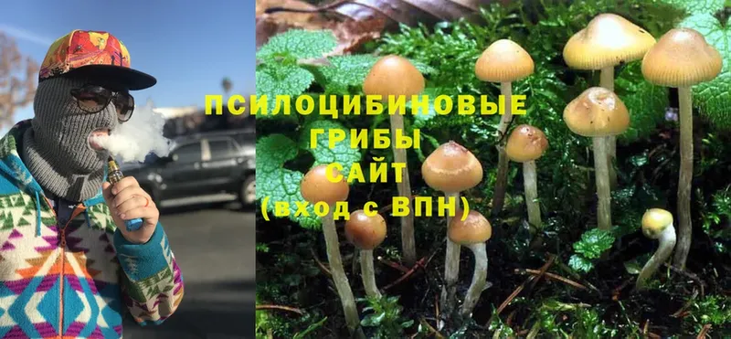 Галлюциногенные грибы Psilocybe  Краснослободск 